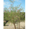 CHILOPSIS linearis
