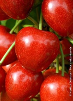 CERISIER bigarreau SUMMIT