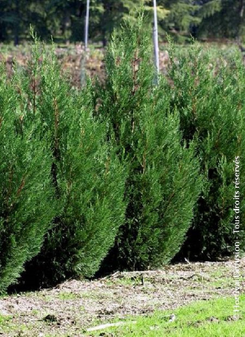 Cyprès De Leyland 2001 En Pot 80 Cm - Haie Brise-vue Rapide, Conifère Vigoureux, Jusqu'à 20m Adulte