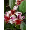 FEIJOA sellowiana