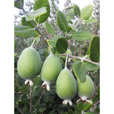 FEIJOA sellowiana