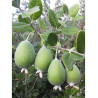FEIJOA sellowiana
