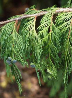 cypres-de-nootka-pleureur-cupressus-nootkatensis-pendula-1.jpg