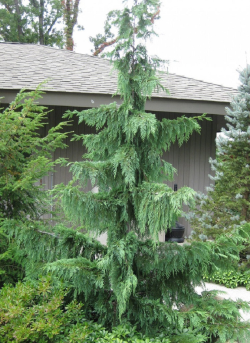 cypres-de-nootka-pleureur-cupressus-nootkatensis-pendula.jpg