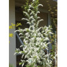 PRUNUS padus LE THOUREIL