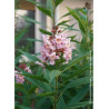 CHITALPA Tashkentensis PINK DAWN