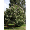 CHITALPA Tashkentensis PINK DAWN