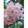 CHITALPA Tashkentensis PINK DAWN
