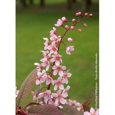 PRUNUS padus COLORATA