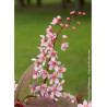 PRUNUS padus COLORATA