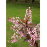PRUNUS padus COLORATA