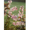 PRUNUS padus COLORATA