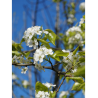 PYRUS calleryana CAPITAL
