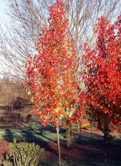 PYRUS calleryana CAPITAL