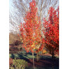 PYRUS calleryana CAPITAL