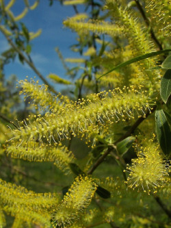 SALIX alba LIEMPDE