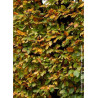 FAGUS sylvatica
