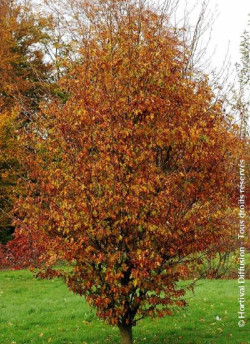 FAGUS sylvatica