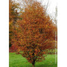 FAGUS sylvatica