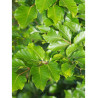 FAGUS sylvatica