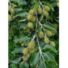 FAGUS sylvatica