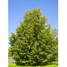 FAGUS sylvatica