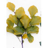 FAGUS sylvatica DAWICK GOLD