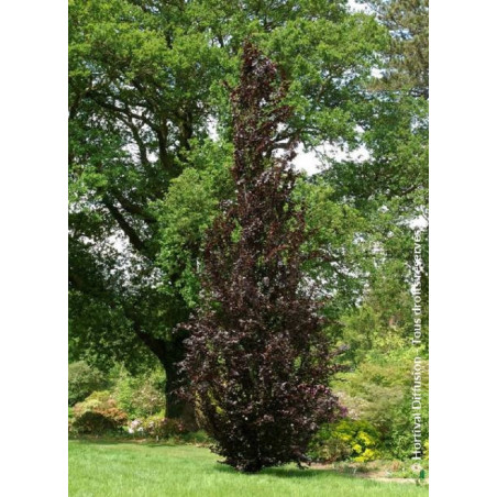 FAGUS sylvatica DAWYCK PURPLE FAGUS sylvatica DAWYCK PURPLE