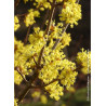 CORNUS officinalis