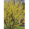 CORNUS officinalis