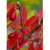 CORNUS officinalis