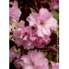 PRUNUS serrulata ROYAL BURGUNDY