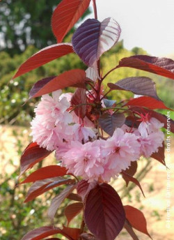 PRUNUS serrulata ROYAL BURGUNDY