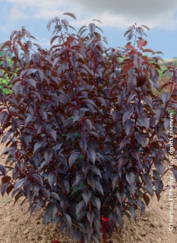 PRUNUS serrulata ROYAL BURGUNDY
