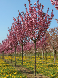 PRUNUS serrulata ROYAL BURGUNDY