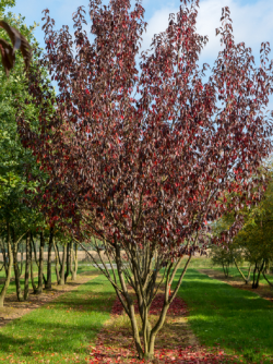 PRUNUS serrulata ROYAL BURGUNDY