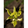 CORNUS controversa VARIEGATA
