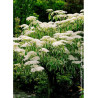 CORNUS controversa VARIEGATA