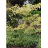 CORNUS controversa VARIEGATA