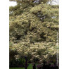 CORNUS controversa VARIEGATA