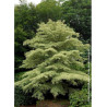 CORNUS controversa VARIEGATA