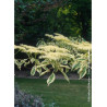 CORNUS controversa VARIEGATA
