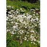 CORNUS EDDIE'S WHITE WONDER