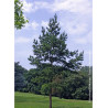 PINUS sylvestris