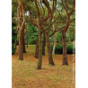 PINUS sylvestris