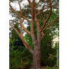 PINUS sylvestris
