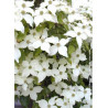 CORNUS kousa CHINENSIS