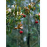 CORNUS kousa CHINENSIS
