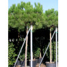 PINUS PINEA