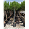PINUS PINEA